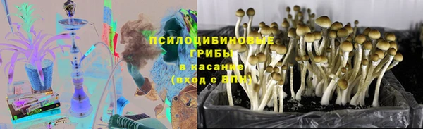прущие грибы Верея