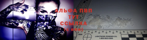 прущие грибы Верея